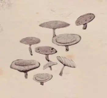 Imagem do item