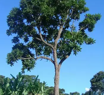 Imagem do item