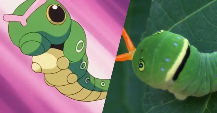 Veja animais e plantas que inspiraram a criação de Pokémon