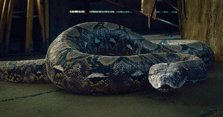 Nova espécie de serpente homenageia personagem de Harry Potter - Revista  Galileu